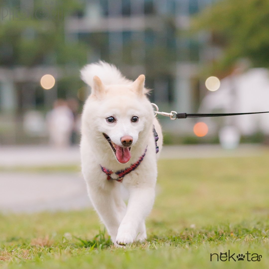 猫田晃広(Nekota)のポートフォリオ1