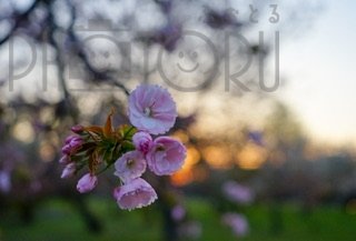 佐倉 桜のポートフォリオ0