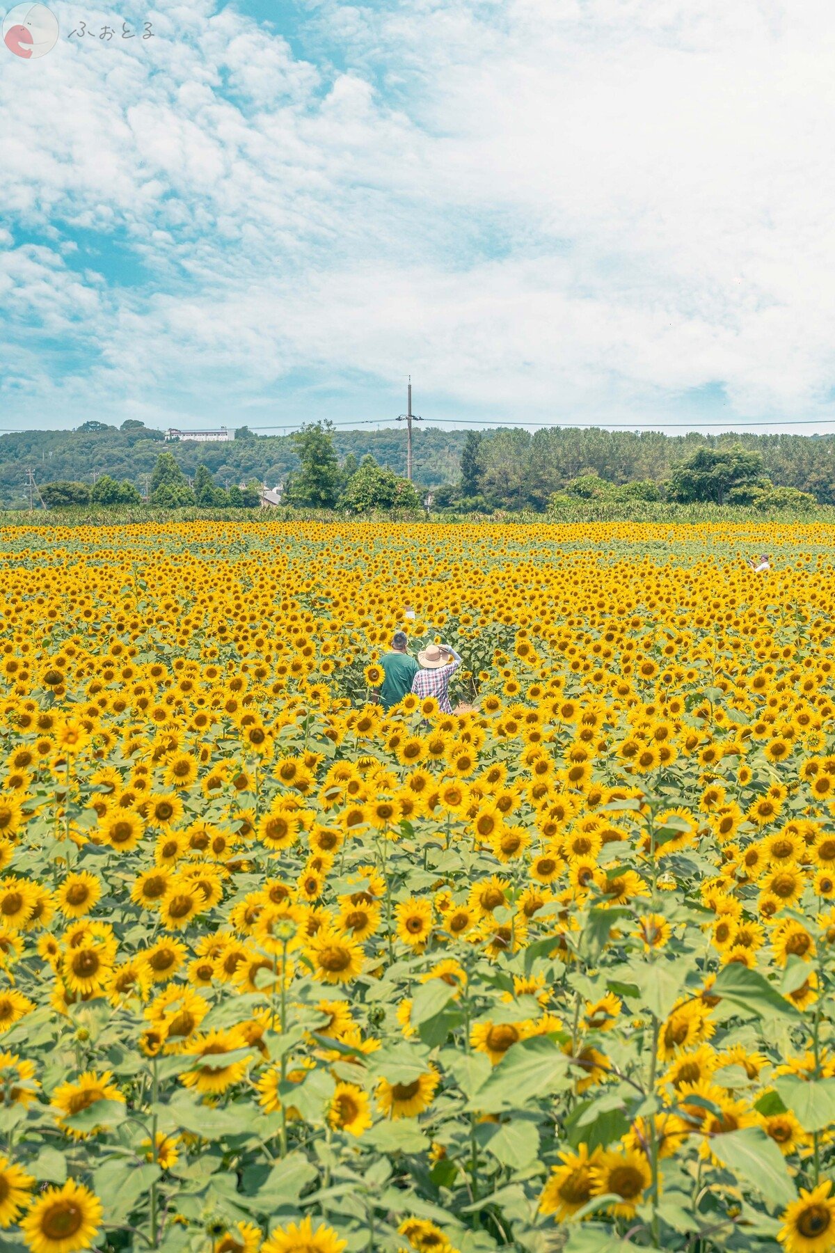 桜庭ゆいのポートフォリオ6