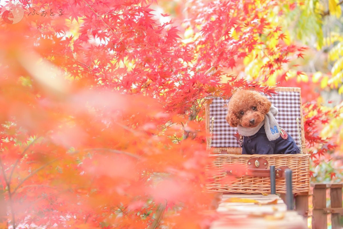 Photographer Tomoのポートフォリオ0