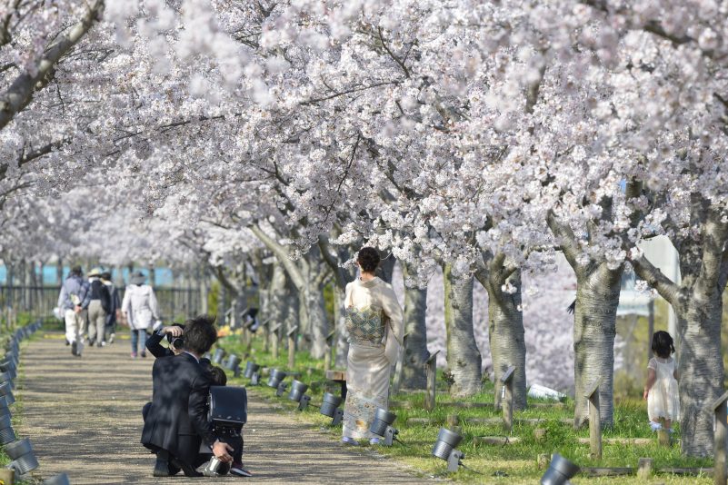 入学/小学生/桜