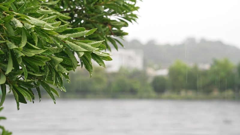 大雨/雨に濡れた木の葉